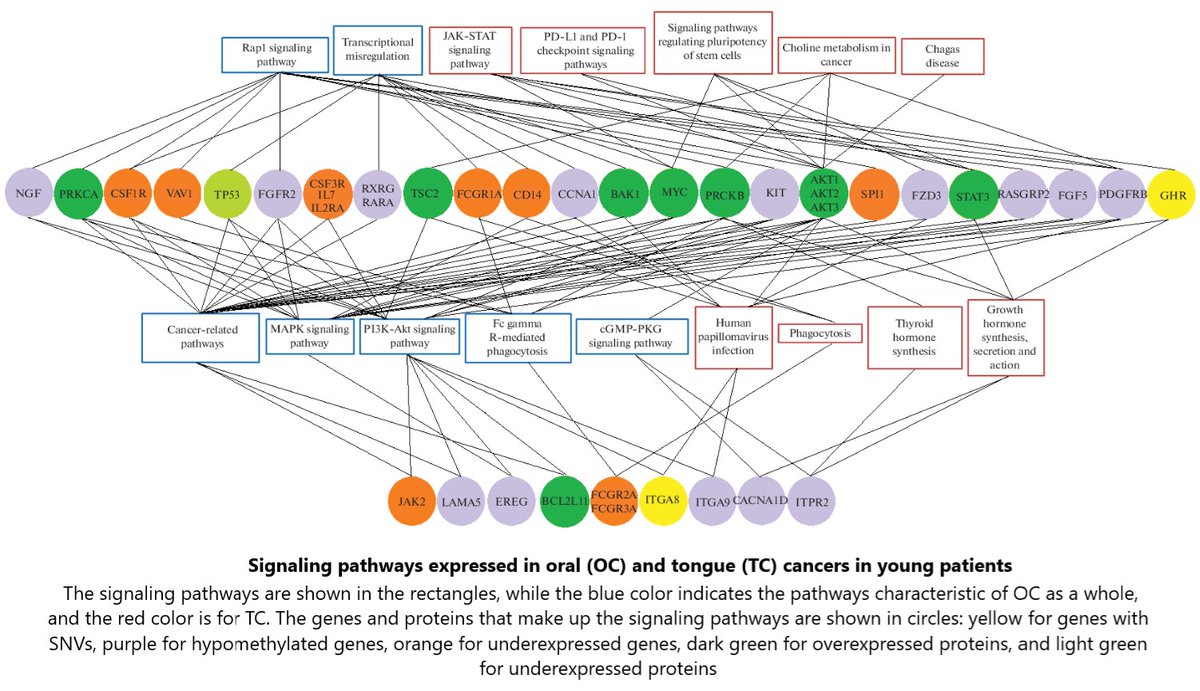 Delighted to share our recent paper about molecular features of oral and tongue cancers in young adults using TCGA multiomics data: link.springer.com/article/10.113…
#oralcancer #tonguecancer #multiomics