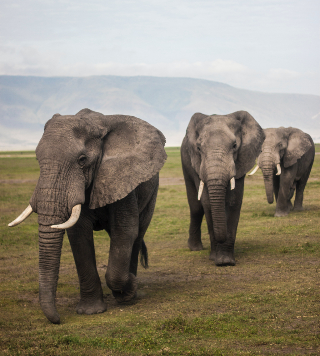 3 #Elephants #walking in #Safari, #Tanzania .

.
.
.
#ElephantGrazing
#ElephantPortrait
#AfricanElephants
#WildElephants
#AfricanHerbivore
#TanzaniaWildlife
#TanzaniaTrip
#AfricaWildlife
#AfricanSavannah

#WildlifeHabitat #WildlifePhotography #EnglishLearning #AnimalThen