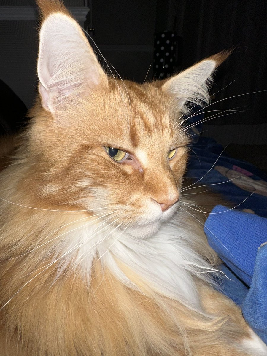 TURN THE <CAT SWEAR WORDS> FLASH OFF DADMIN YOU FOOL 😹😹🦁🦁 #WhiskersWednesday #teamfloof #CatsOfTwitter
