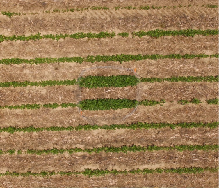 #SoySnippets: Deer feed more uniformly throughout soybean fields than expected, found @ClemsonCAFLS #SoyResearch funded by the South Carolina Soybean Board. SC farmers lost roughly 13-14 bu/ac to deer damage stress in 2022. #USSoy bit.ly/45DTXG1