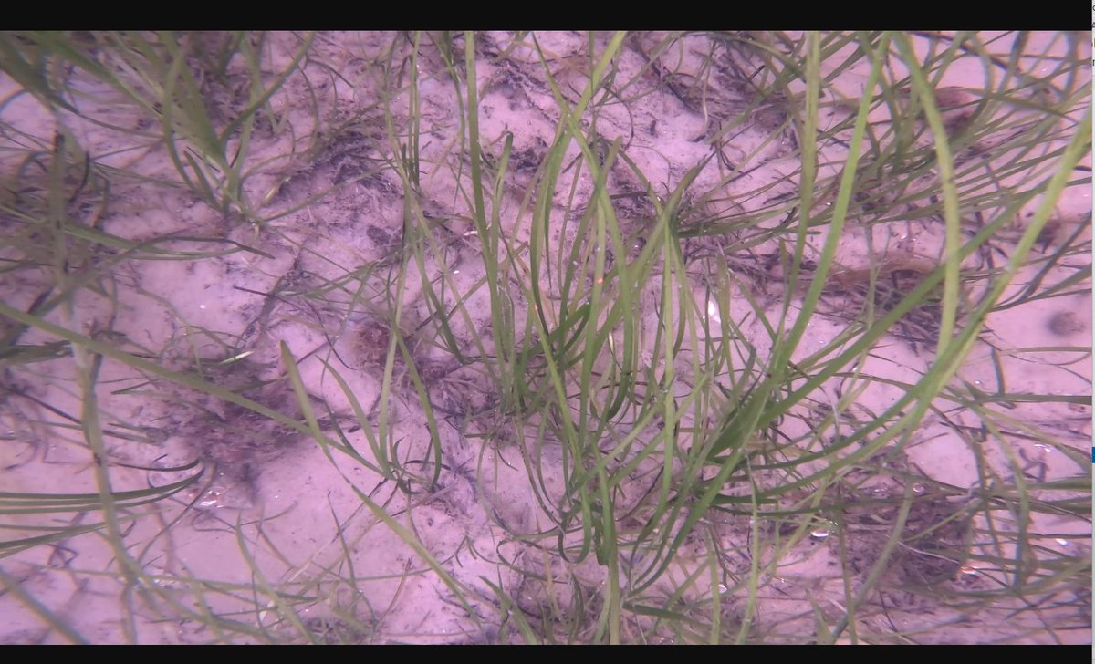 HydroSurv (@hsurv) on Twitter photo We've secured <a href="/innovateuk/">Innovate UK</a> funding to further develop our pioneering #USV #seagrass monitoring solution for <a href="/DefraGovUK/">Defra UK</a> . For this next phase we'll partner with <a href="/PlymUni/">University of Plymouth</a>, <a href="/OceanCTrust/">Ocean Conservation Trust</a>, Falmouth Harbour & South Devon AONB, leading to 40 days of on-water showcase next spring/summer. We've secured <a href="/innovateuk/">Innovate UK</a> funding to further develop our pioneering #USV #seagrass monitoring solution for <a href="/DefraGovUK/">Defra UK</a> . For this next phase we'll partner with <a href="/PlymUni/">University of Plymouth</a>, <a href="/OceanCTrust/">Ocean Conservation Trust</a>, Falmouth Harbour & South Devon AONB, leading to 40 days of on-water showcase next spring/summer.