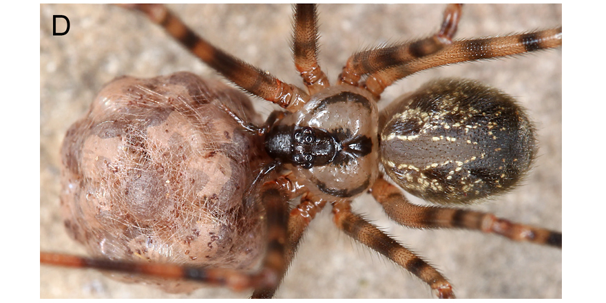 [#Archnology] 🕷️Andean giants: Priscula spiders from Ecuador, with notes on species groups and egg-sac troglomorphism (Araneae: Pholcidae)

✒️ Bernhard A. Huber et al. from @Leibniz_LIB
🔗 DOI: doi.org/10.5852/ejt.20…
  #Araneae #Pholcidae #taxonomy #arachnids #spiders