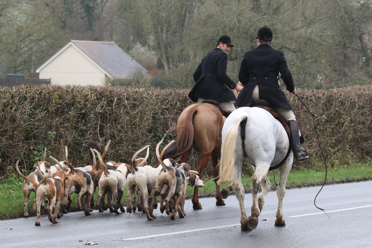 Today, following we watched the Tiverton Staghounds hack up the A396 to Bickleigh Wood, part of a private estate in Devon, to hunt deer hinds. Under the Hunting Act, no more than two dogs should be used to flush a deer or stag out to waiting guns. #EndHunting #TimeForChange