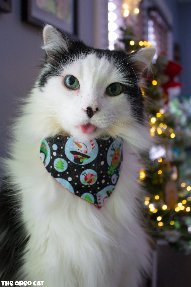 Oh Christmas Blep 😛🎄

#theoreocat #CatsOfX #CountdownToChristmas