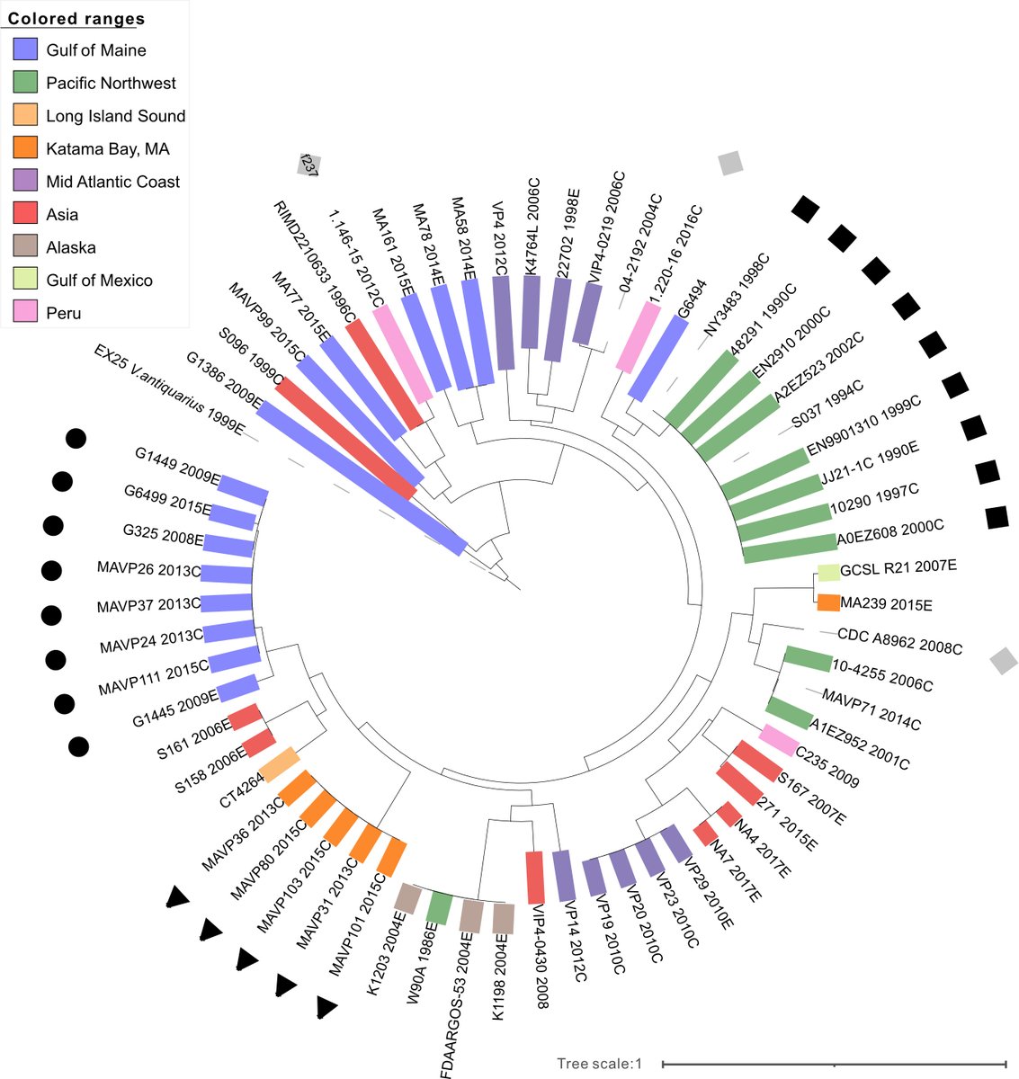 Filamentous phage-bacterial host interactions prompted rapid evolution and epidemic spread of Pacific-Native Vibrio parahaemolyticus. @CAWhistler @vscooper #mBio journals.asm.org/doi/10.1128/mb…