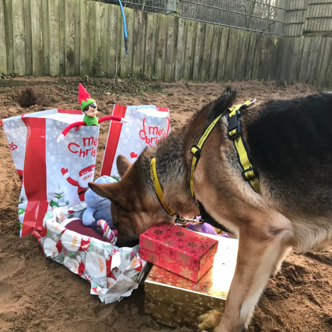 You're too early BRUNO! 💛 5 more sleeps until Christmas. 🎄 Bruno is a 5-year-old #GermanShepherd looking for a home. 🐶 👉bit.ly/3NoRglp #TheElfOnTheShelf #ADogIsForLife #RescueDog