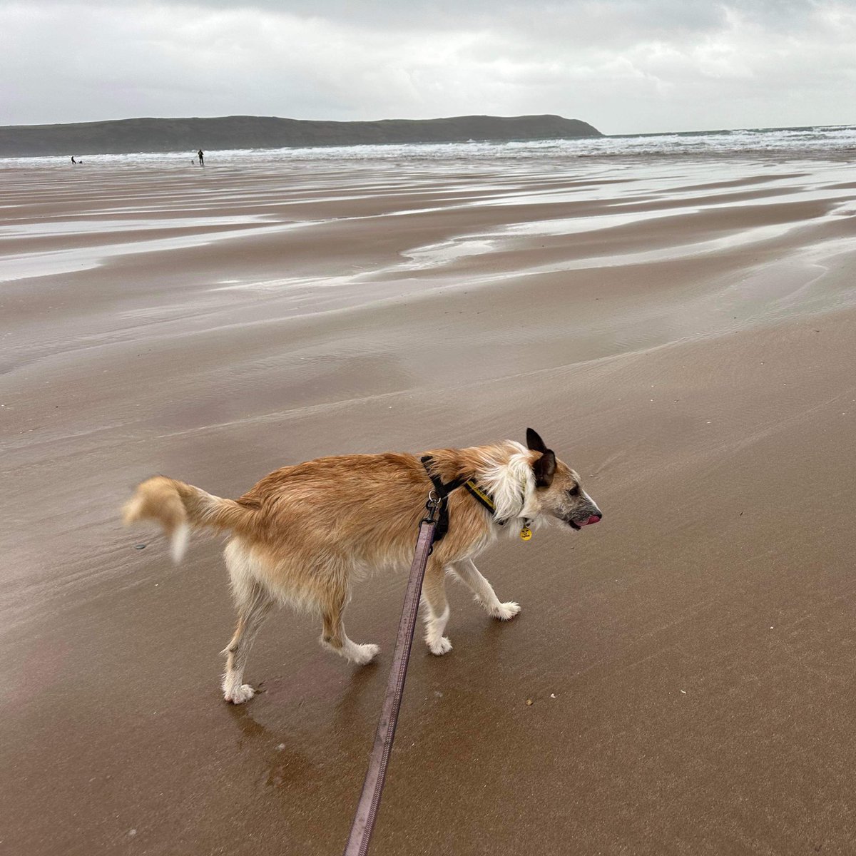 Everyday is a beach day!🏖 WULF and PAISLEY @DogsTrust #Ilfracombe having a lovely walk on Woolacombe beach this afternoon. 💛 Head on over to our website to find out more about Wulf and Paisley. dogstrust.org.uk/rehoming/our-c… 🏡 #ADogIsForLife #RescueDogs 🐾