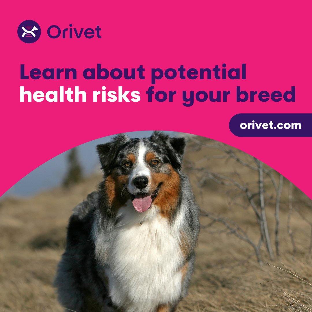 Orivet's Full Breed Profiles are breed-specific genetic screens for diseases and traits that are relevant to each breed. Our customized panels select from over 260 genetic tests that have been scientifically validated (published) for the breed listed. bit.ly/3IDqGQE