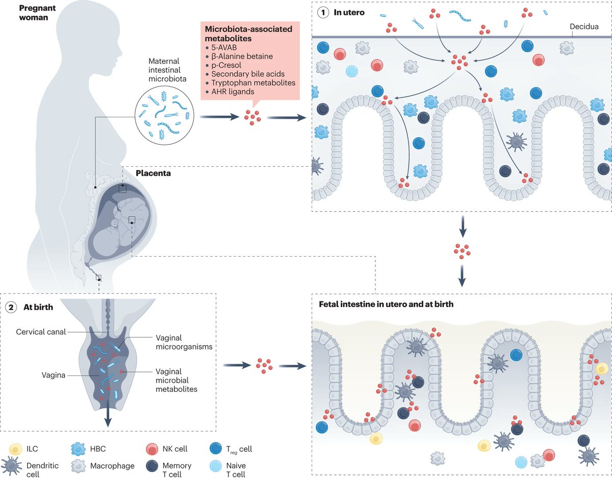 NEW! This REVIEW examines how the maternal gut #microbiome in pregnancy influences the developing immune system nature.com/articles/s4157…