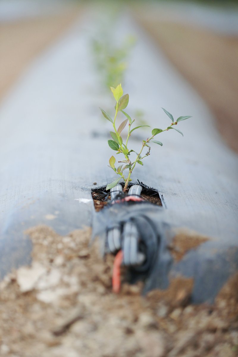 Cultivating potential in every sprout 🌱 ____ #FamilyTreeFarms #blueberries #berries #fresh #fruit #produce #farmtofork #supportfarmers #california #mexico #peru