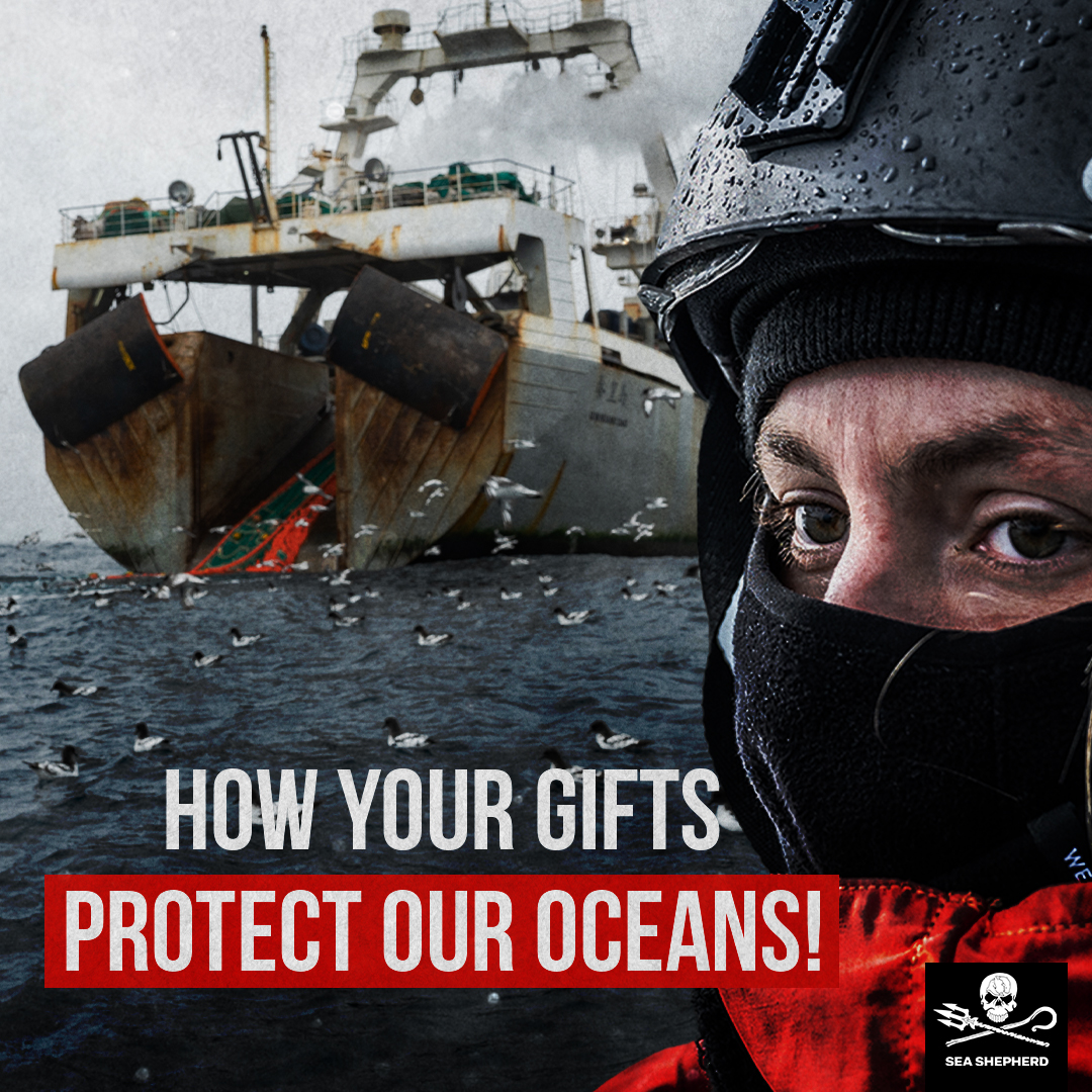 This year, your support helped us expose the grind, freeze Antarctic krill quota, retrieve 3000+ octopus traps, halt illegal fishing in the Med & Africa. New merch orders might not arrive by Christmas, but our gift cards can be a lifesaver!#Shoptosupport - seashe.ph/ShopToSupport
