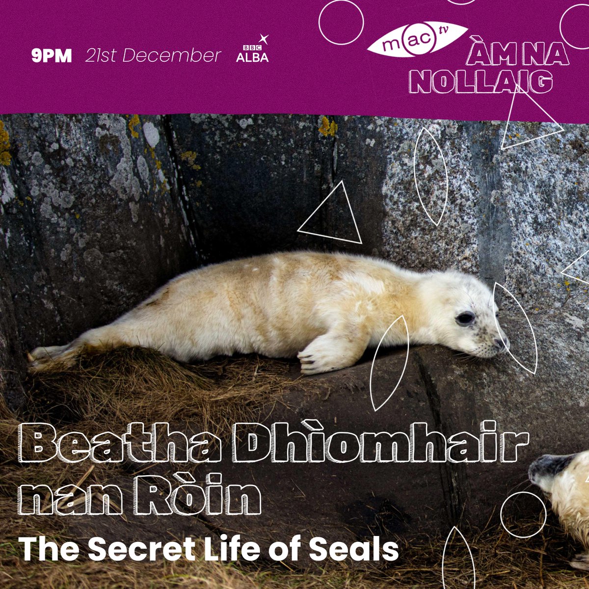 A-nochd aig 2100 air <a href="/bbcalba/">BBC ALBA</a>

Tonight at 2100 on BBC ALBA 

#gàidhlig #gaelic #bbcalba #thesecretlifeofseals