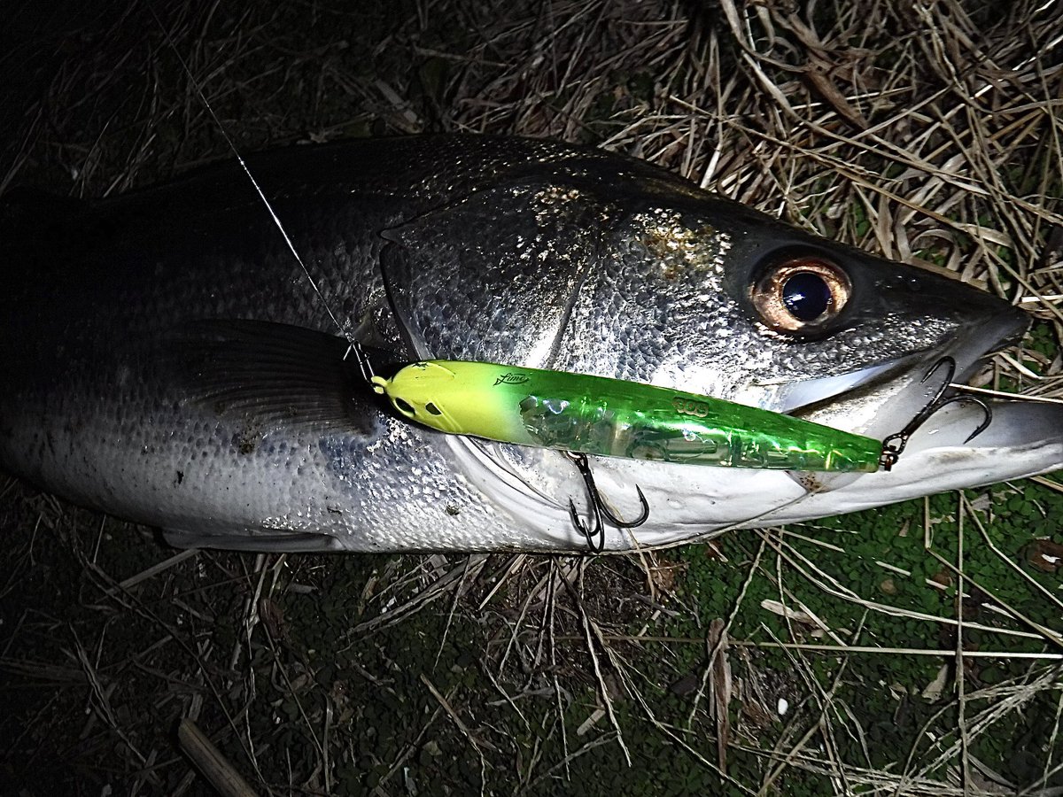 toshizou0036's tweet image. 70㎝ちょい✌️
スネコン130をほったらかしにしたら、腹パンシーバス (￣ー￣)
#fimo #fimoフィールドモニター