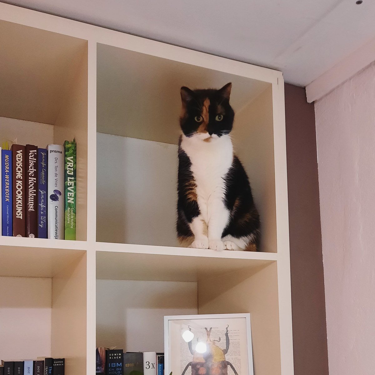 We adopted a second cat! She is still pretty scared (and traumatised) but warming up more to us every day. 

It's a lot of fun and also a lot of work. Every day is a new adventure with her, as she can do things our Threelegged Grandma Cat hasn't done in years anymore. 😆