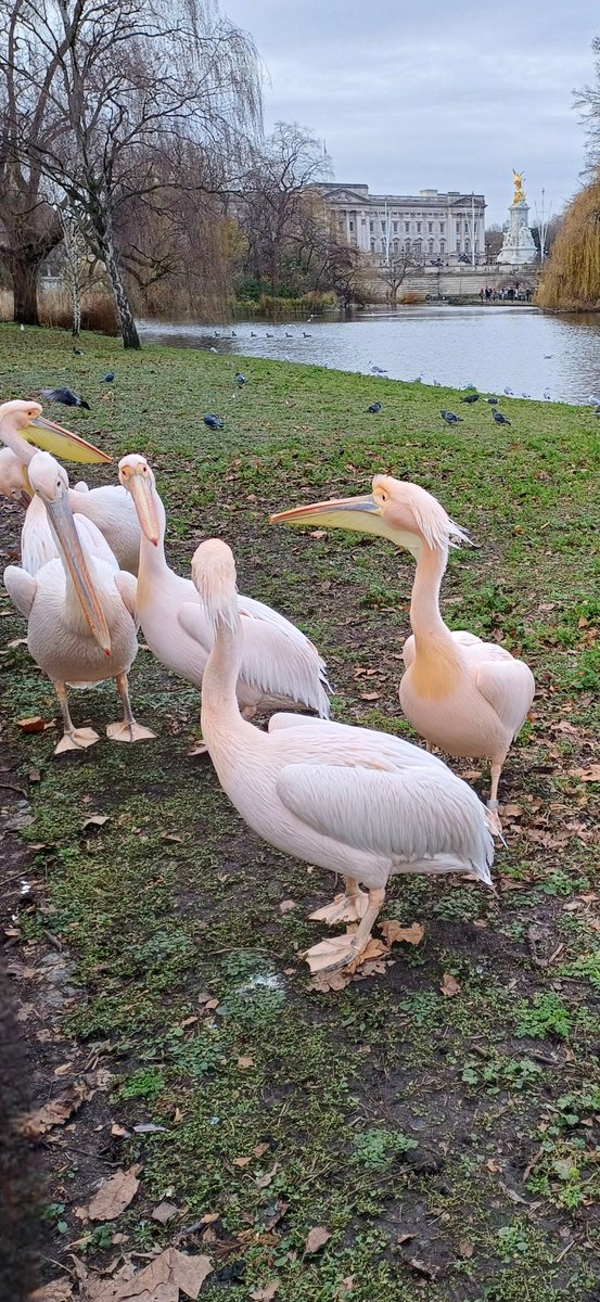Did you know there are a few names for a collective group of pelicans, such as a pod, a scoop, a brief and pouch. My favourite is a Squadron of pelicans. @theroyalparks #birds #StJamesPark #London #royalpark #whitepelicans
