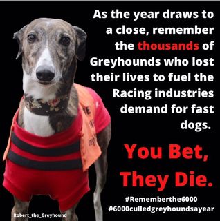 Don't bet on their lives. #YouBetTheyDie #ThisRunsDeep #BehindTheTrack #PetsNotBets #RescuedNotRetired