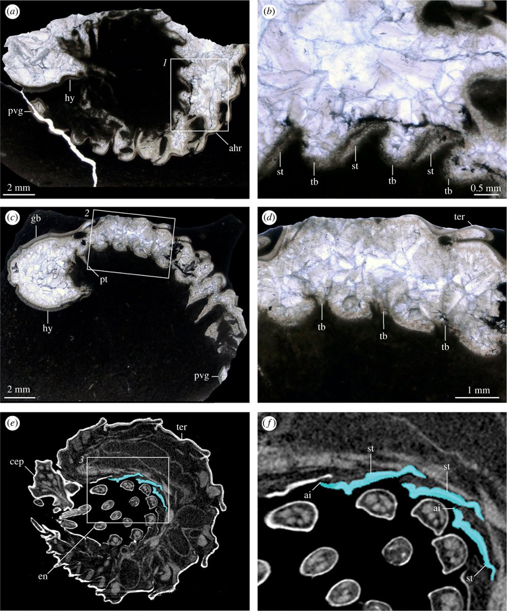 #ProcB Convergent #evolution of ventral adaptations for enrolment in trilobites and extant #euarthropods ow.ly/Veqt50QkwCV #Behaviour @InvertebratePal #Palaeobiology