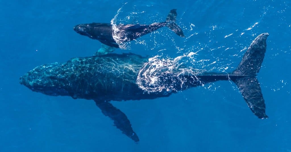 #WhaleSeasonMaui #HumpbackWhales #MauiNoKaOi #IslandLiving #AnthonyFredaMaui