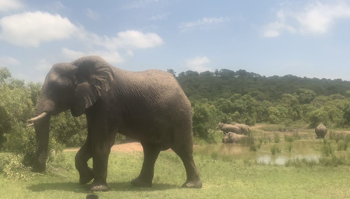 THULA THULA (@thulathula1) on Twitter photo Excellent article on Thula Thula 🐘🦏❤️
bestregardsfromfar.com/2023/12/20/ele…
<a href="/stews4elephants/">stews4elephants</a> <a href="/OElephants/">OPEN𓃰UNIVERSITY of ELEPHANTS🚩</a> <a href="/bkshelfdetectiv/">Kim Tomsic 🐘The Elephants Come Home</a> <a href="/ElephantsFuture/">Future for Elephants</a> <a href="/CitysFElephants/">City's🐘 for Elephants & Rhinos🚩</a> Excellent article on Thula Thula 🐘🦏❤️
bestregardsfromfar.com/2023/12/20/ele…
<a href="/stews4elephants/">stews4elephants</a> <a href="/OElephants/">OPEN𓃰UNIVERSITY of ELEPHANTS🚩</a> <a href="/bkshelfdetectiv/">Kim Tomsic 🐘The Elephants Come Home</a> <a href="/ElephantsFuture/">Future for Elephants</a> <a href="/CitysFElephants/">City's🐘 for Elephants & Rhinos🚩</a>