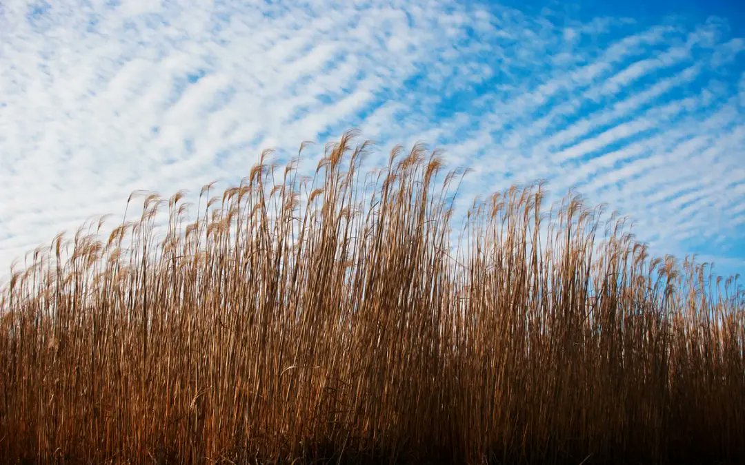 CABBI researchers led by @DrAngelaKent of @IllinoisNRES & Erik Sacks of @IllinoisCropSci found that the genetics of host plants determine what microorganisms are attracted to their roots. This study of #miscanthus can lead to improved productivity! News➡️ igb.illinois.edu/article/geneti…