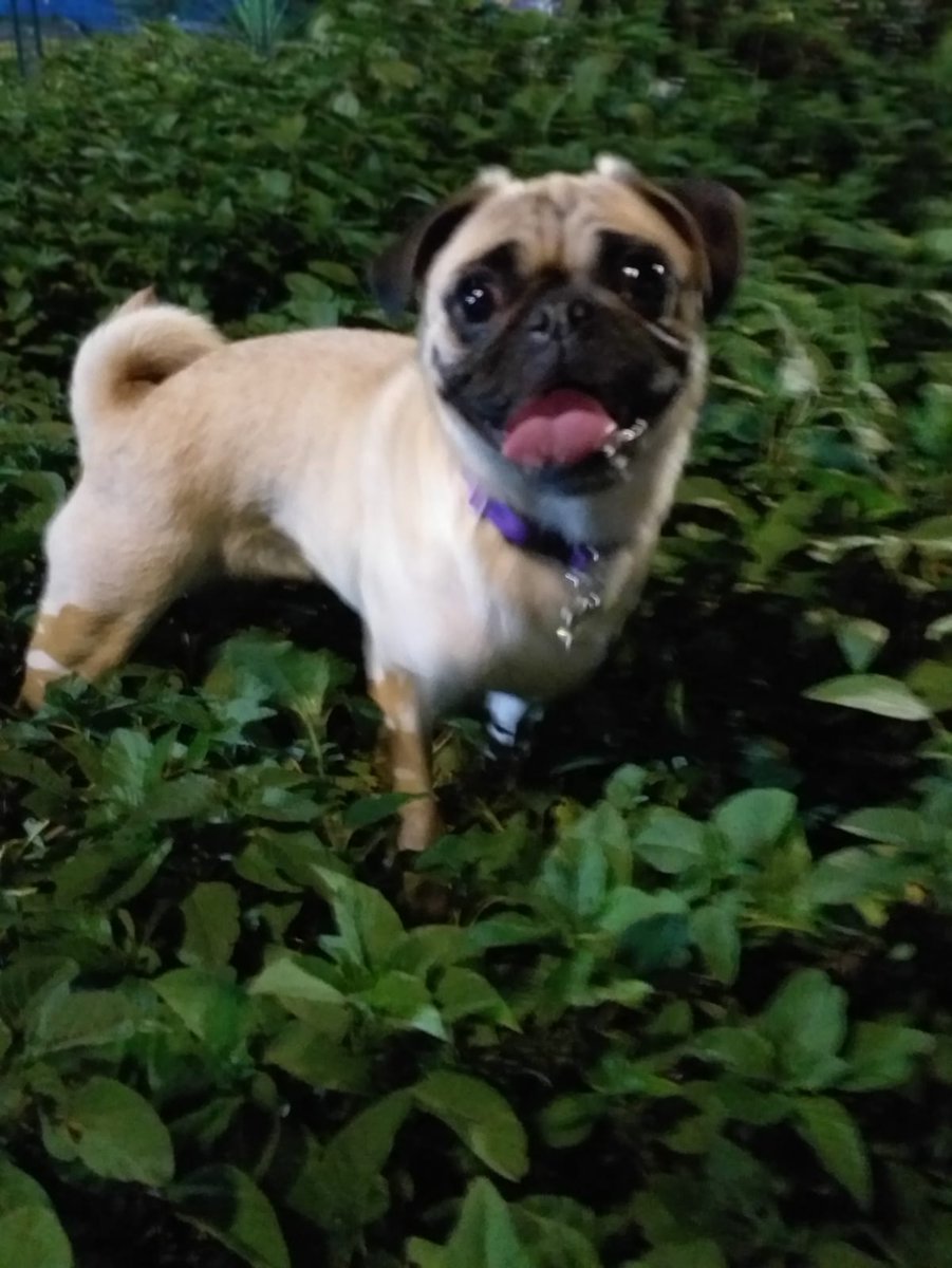 Ayúdenme a ayudar Se llama BOMBON 
Tiene 3 años Raza PUG MINI
Color CERVATO 
Se la llevaron afuera de la calle MIXTECA 47 EN la alcaldía Álvaro Obregón