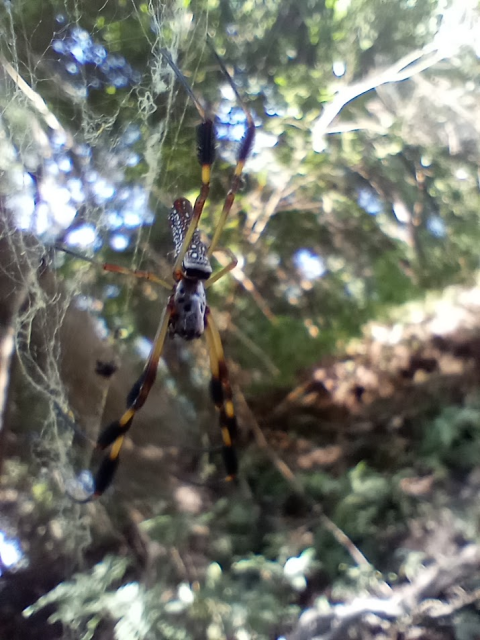 @crawlycreepy @TimothyJonas @Arachno_Cosas I also have some spiders for #SpiderADay !!
1. Gasteracantha cancriformis found in South Carolina, USA 
2. Hogna coloradensis (I think) found in Colorado, USA
3. Trichonephilia clavipes found in South Carolina, USA