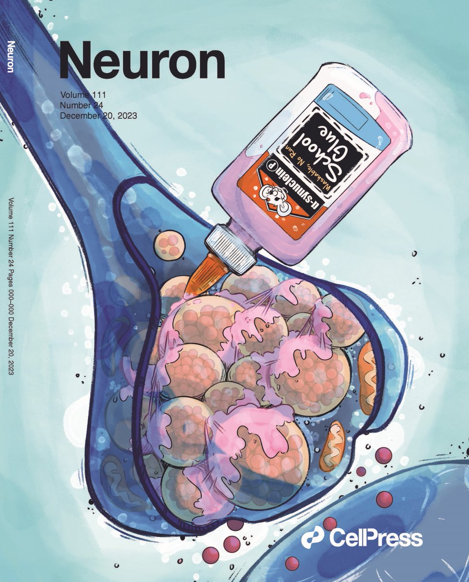 2023's final issue is out! cell.com/neuron/current Cover story is from @Roy_Lab_Thinks's lab revealing an unexpected physiologic role for α-synuclein phosphorylation in clustering synaptic vesicles and restricting neurotransmitter release. Read it here cell.com/neuron/fulltex…