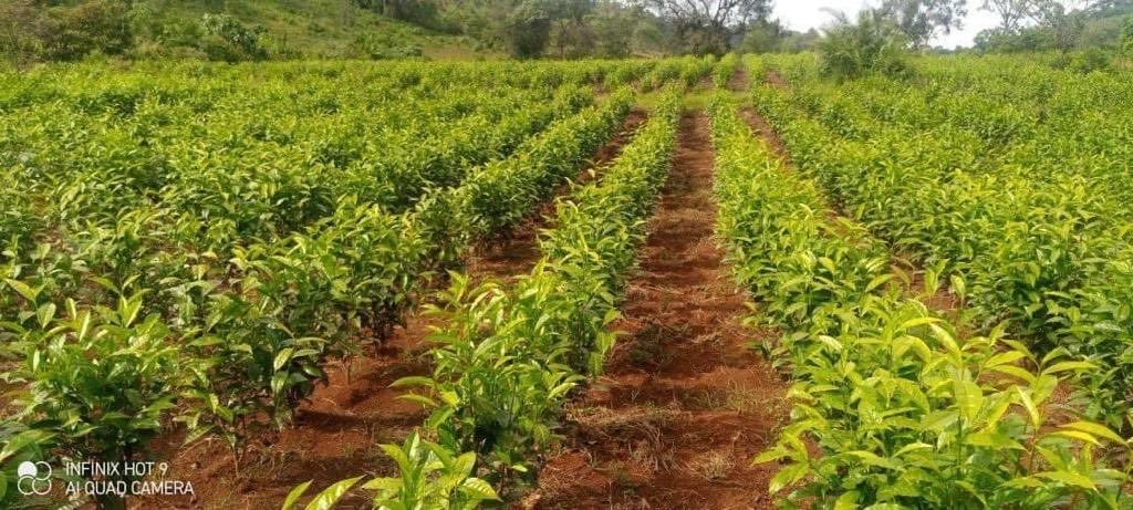 The Future of Ethiopia: export diversification With new initiative of Alle Tea Development Deceleration in 2013 we are working aggressively to cover 30,000 hectares with tea plantation. Our great farmers and development agents are doing amazing job by cluster farming. Thank God!