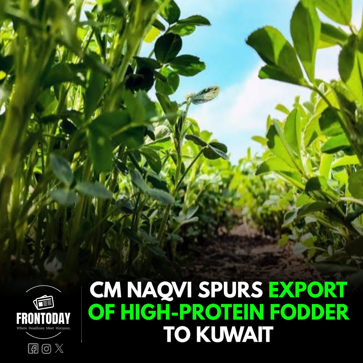 Exciting News from Punjab! CM Mohsin Naqvi's decisive move to export high-protein alfalfa fodder to Kuwait is a game-changer for agriculture. Boosting livestock development, innovation in farming, and potential beef & mutton exports! #PunjabExports #LivestockDevelopment