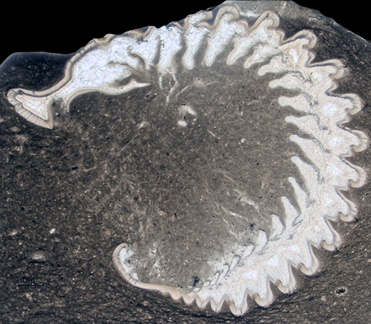 Excellent🧵on the lab's latest study @royalsociety where @SarahLosso1 & pals reveal how trilobites, millipedes & isopods share the same basic ventral adaptations for protective enrolment based on @MCZHarvard historic collections - some serious trilobite eye candy right here! 🤩