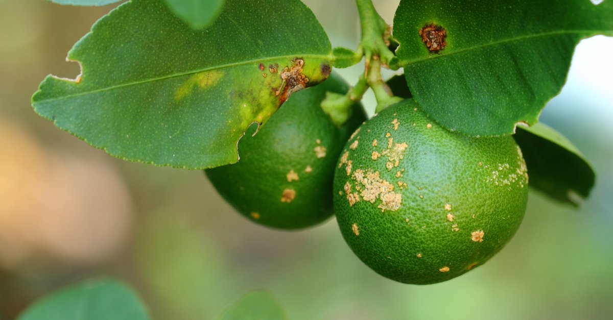 idtdna's tweet image. Thanks to #CRISPRtechnology, the #agriculture world now has an efficient way to create a citrus tree that can resist a destructive canker disease. Read this blog to see how #IDT researchers and products contributed to this finding: idtb.io/ufdw3u

#CRISPR #agresearch