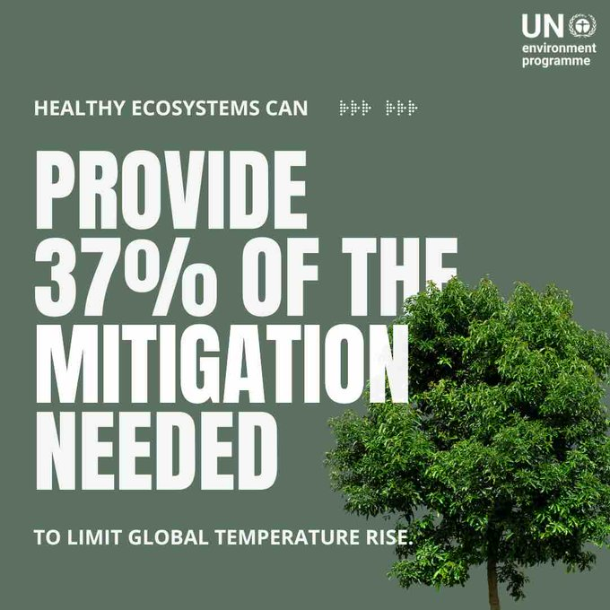UNBiodiversity's tweet image. Nature is humanity’s greatest ally in tackling the climate crisis and critical to limiting global temperature rise.

Join #GenerationRestoration and take #ClimateAction: decadeonrestoration.org

Via @UNEP