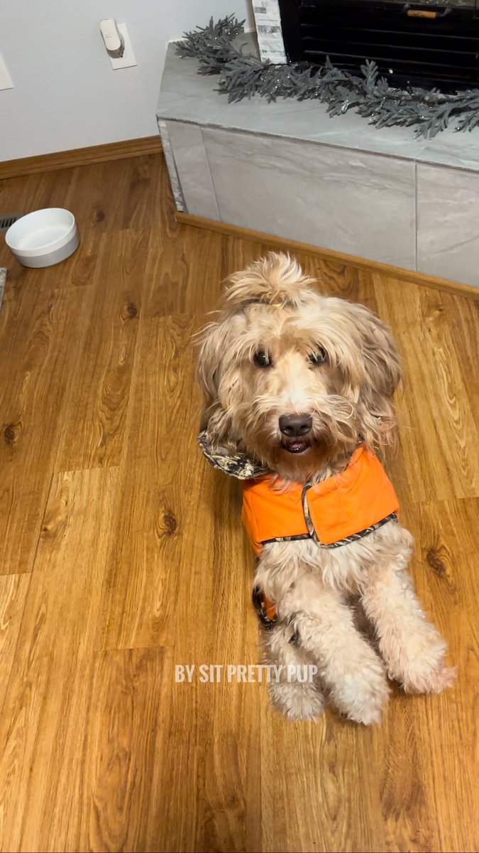 sitprettypup's tweet photo. Hunting season in Wisconsin means we wear blaze orange unironically on our walks. 🦌
#wisconsindogs #dogsoftwitter #dogsofx #dogparents #petparents #dogsarefamily #goldendoodlesofx https://t.co/V1mWdMdMuS