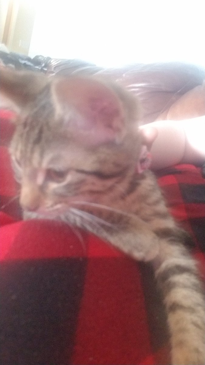 Dancer_4life17's tweet photo. Welcoming the new babies to the family calico-sugar puss grey one-nixxie both cute both sisters completely different personalities 😂😂😂 https://t.co/2uEDtMqbBI