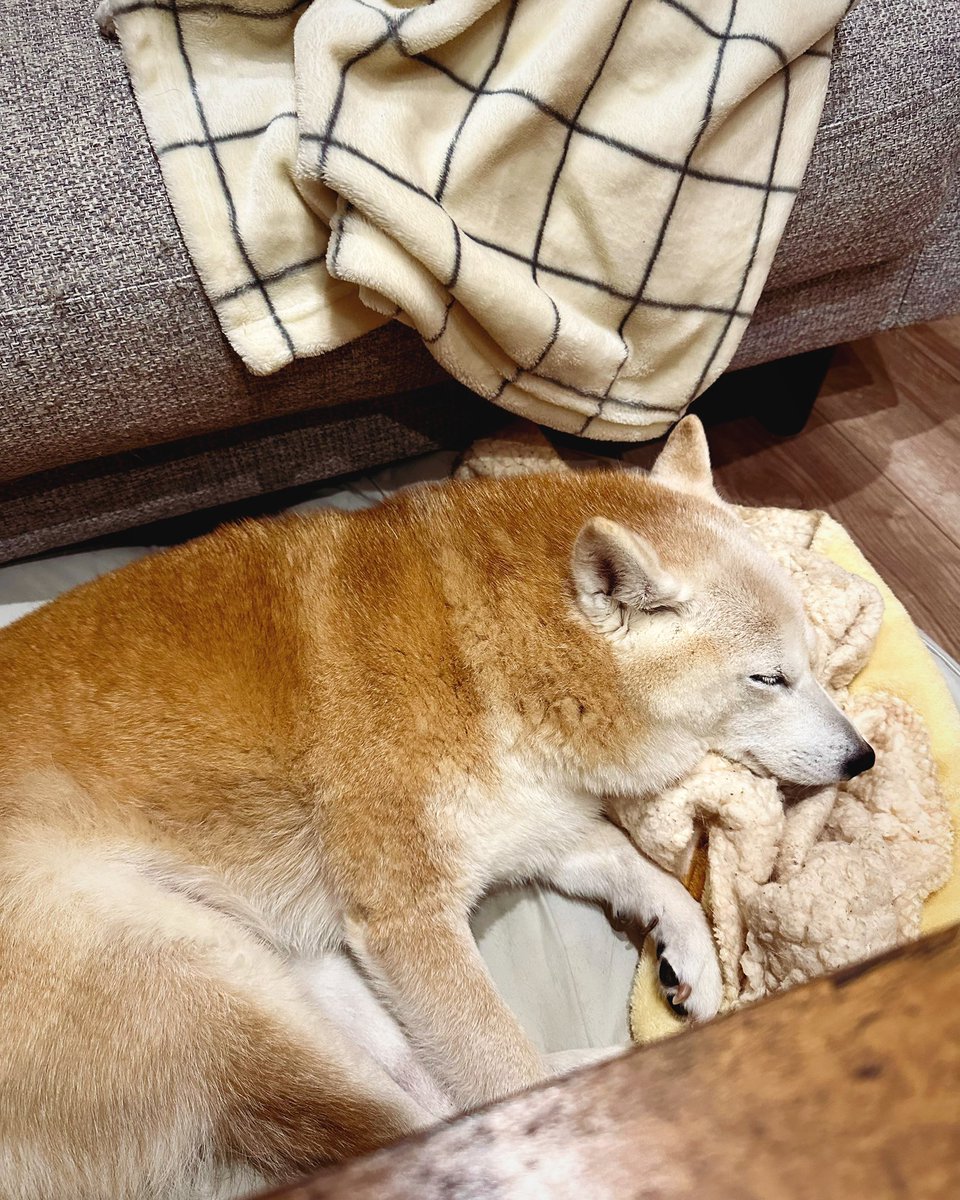 Aggregatlugh's tweet photo. この寝顔がたまらんのだ🫠 https://t.co/Q89yKHXmq3