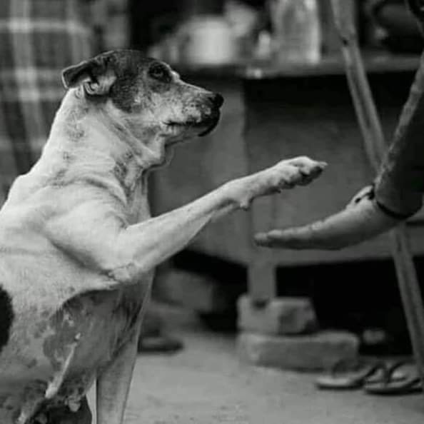 ابو عادل tweet media