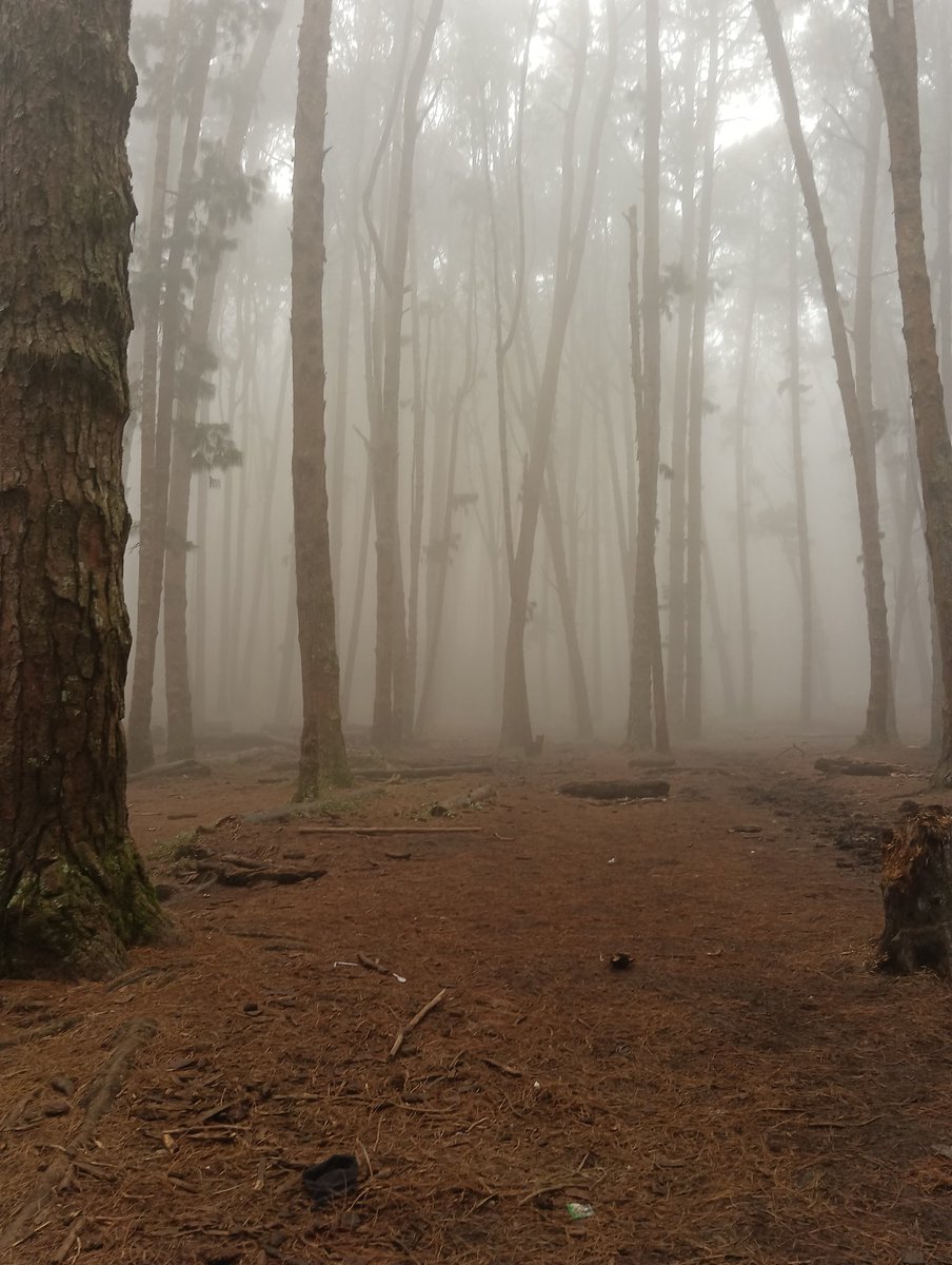 Gowrishankar_MS's tweet image. Pine forest, Kodaikanal, Tamilnadu