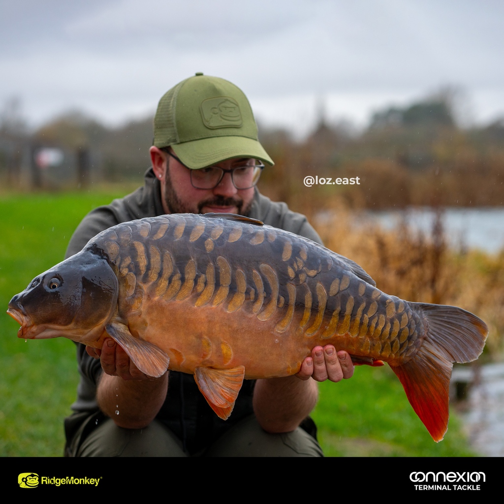 RidgeMonkey's tweet photo. Loz East ventured out for one last trip before the Christmas period and was rewarded with a 13-fish catch with the biggest being a common of 32lb from Old Mill Lakes.
Loz fished with short Combi Rigs constructed from our 20lb Spectre Fluorocarbon hooklink material 
#Catchreport https://t.co/0Dp9xFK5KL