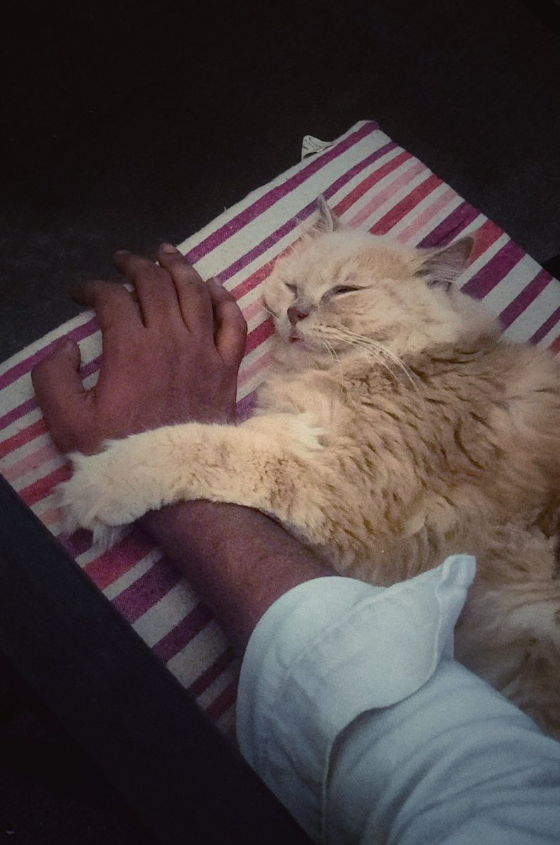 berlinlovesyuu's tweet image. Indeed, there is nothing more peaceful than watching a cat sleeping.

#catgram #jerry