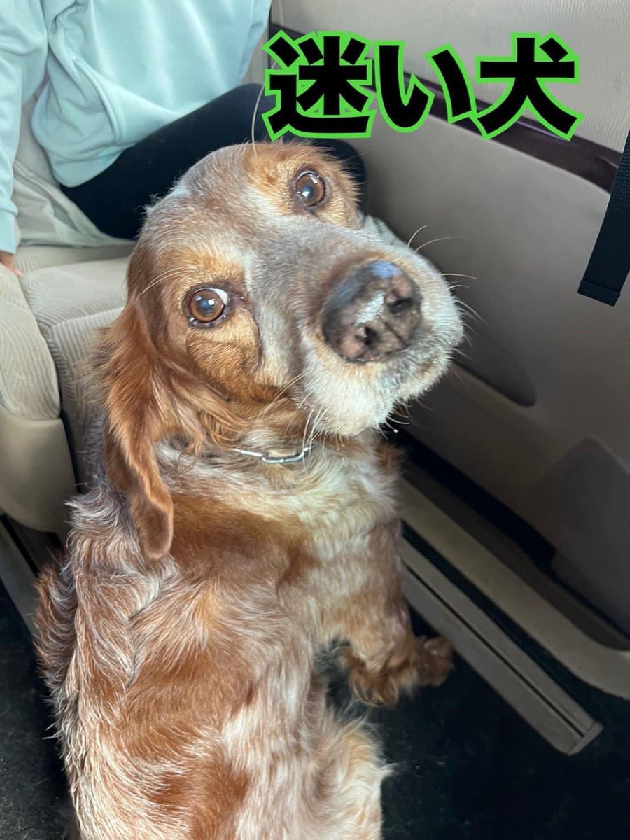 koshigayacciyg's tweet photo. 【緊急事態！】
越谷YEGの仲間が迷い犬を見つけたようで、飼い主や犬のことを考えたら早く探してあげたほうが良いかなと思い、投稿します！
1月4日10時頃
香取神社周辺（北越谷）で確保
たぶん、ブリタニースパニエル
チェーンの首輪付けて、男の子のよう https://t.co/Br7qAQWznE