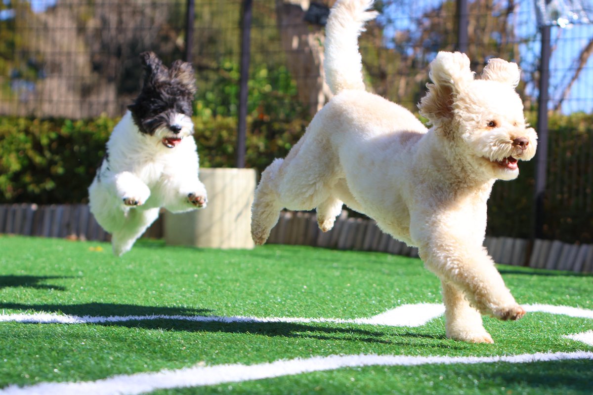 Best hopes and wishes for the New Year🍀

ラム&アラレ

#オーストラリアンラブラドゥードル　#ドゥードル #australianlabradoodle #doodle