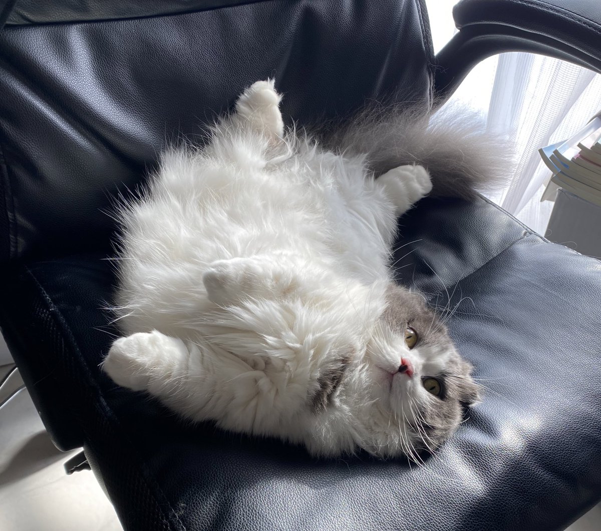 hachiware_469's tweet photo. あけましておめでとうございます🥰
寝正月シルクちゃん
#猫 #cat #고양이 #喵星人 #gato #chat #katze #kedi #catstagram #kitty #petstagram
#ilovemycat #meou #ねこすたぐらむ #ふわもこ部 #ねこのいる生活 https://t.co/qmDI4B5IEd