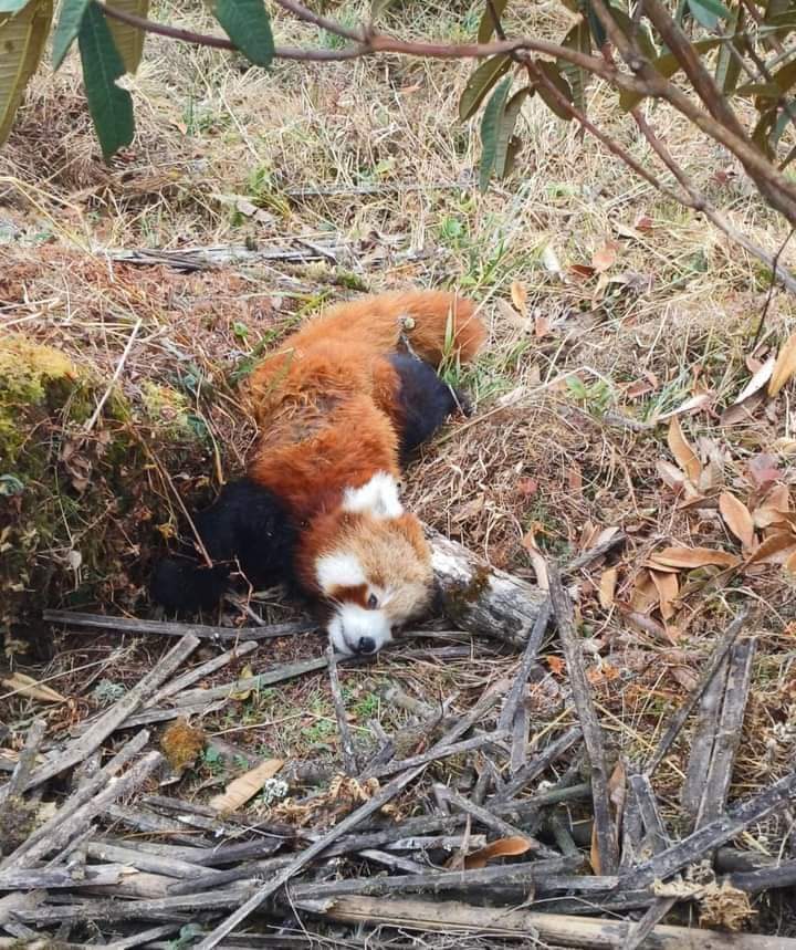 😢 Tragic loss in Sandakphu, Nepal – an endangered red panda found dead in Jamuna. Urgent call for conservation action! 🌿🦊 #WildlifeLoss #RedPanda #ConservationEffortsNeeded 
Source Kesharu Gurung