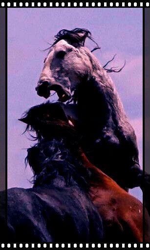 Hydiehyder (@barrheidi74635) on Twitter photo 