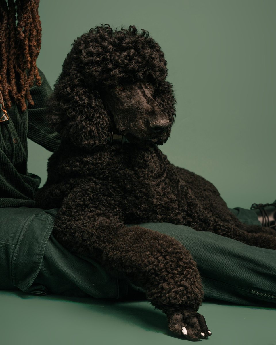 daniellegraymba's tweet photo. @blackpeoplepets Black Poodle. Me + Duchess 🥰🤍🐾 https://t.co/SVqZiMshPF