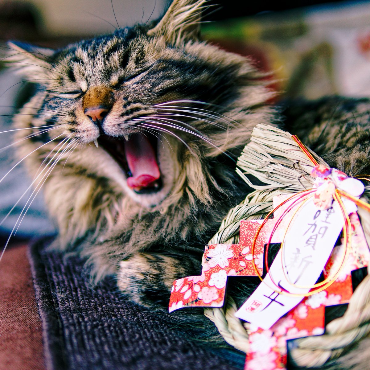 iida_c_f's tweet photo. 寝正月だにゃぁ。
虎柄猫のトルテです。
少々遅めの明けましておめでとうございます。 https://t.co/ZiIu1HHqmC