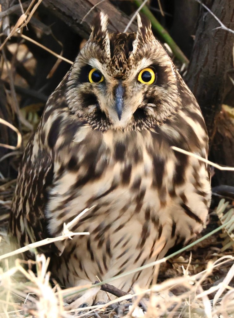 Check out my latest update from India!!

India Adventure: Update 2!
youtu.be/cpSwfnUO-6c

#IndiAves #BBCWildlifePOTD #birdphotography #birding #BirdsSeenIn2024 #BirdsOfTwitter #birdwatching #owl