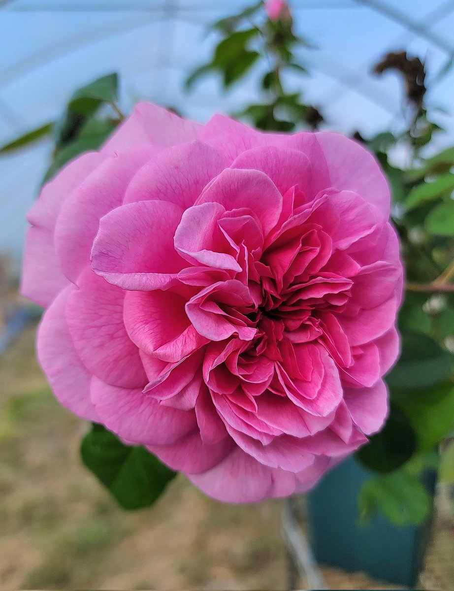 #englishroses
#rosegardens 
#davidaustinroses
#bloom 
#Flowers 
#pottedroses
#mailorder
#allmythyme