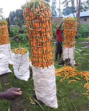 '🥕 Back from a productive break! Check out these vibrant carrot sacks – a result of some exciting ventures. 🌟 #BackTo x #CarrotHarvest #NewBeginnings'