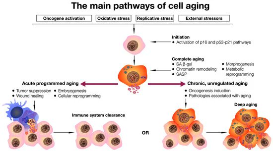 Eternal Youth: A Comprehensive Exploration of Gene, Cellular, & Pharmacological Anti-Aging Strategies ▶️Aging activates chronic inflammation, retention of senescent cells & deterioration of tissues & organs ▶️ Strategies:anti-Aging & age-related illnesses mdpi.com/1422-0067/25/1…